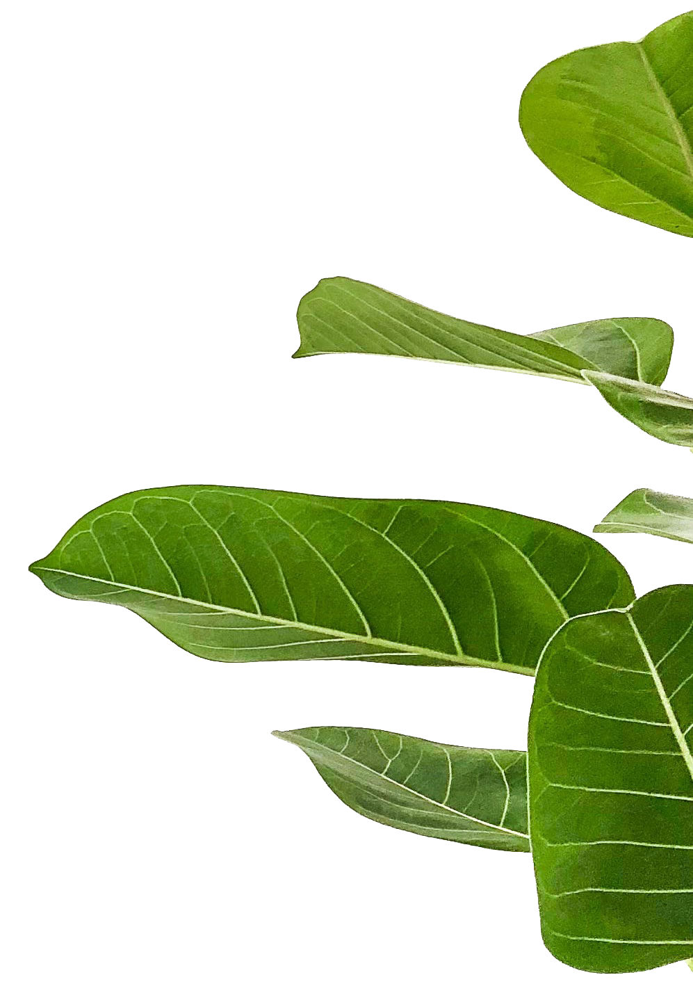 Green Leaf Sideways